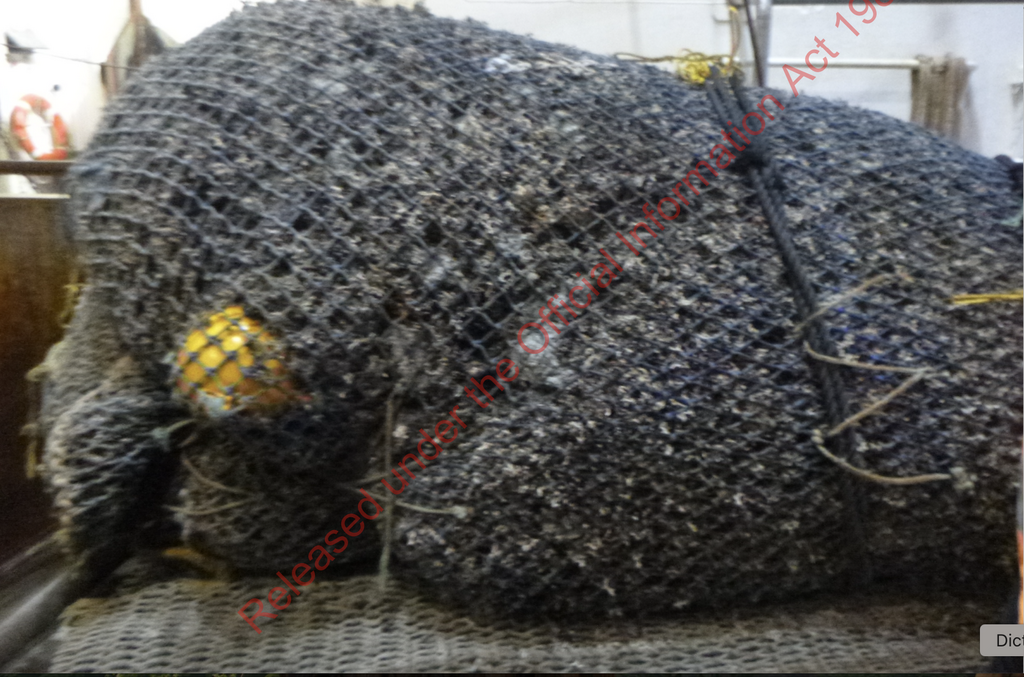 A trawl net full of coral and bycatch